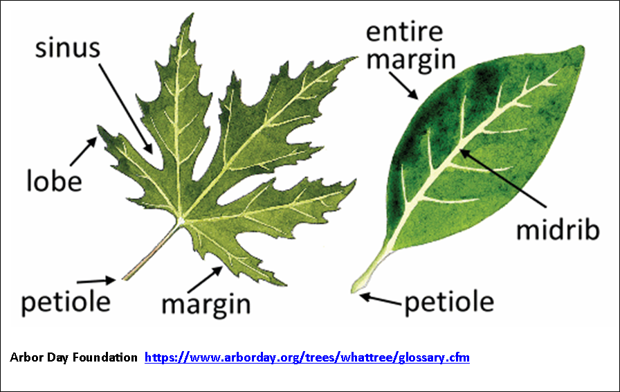 Лист орг. Morphology of Leaf. Glossary of Leaf Morphology. Petiole of Leaf. Morphology of Tobacco leaves.